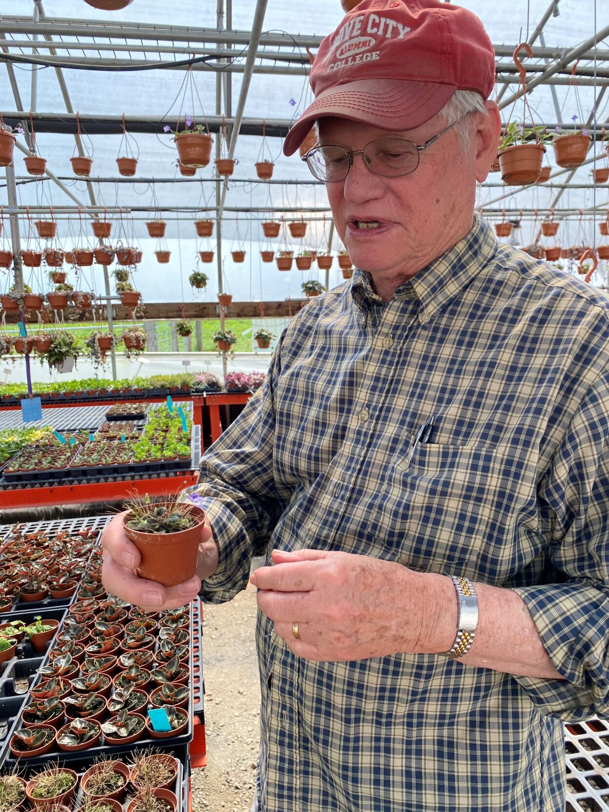 Gary's Sinningia